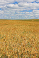 Field of yellow ears of wheat