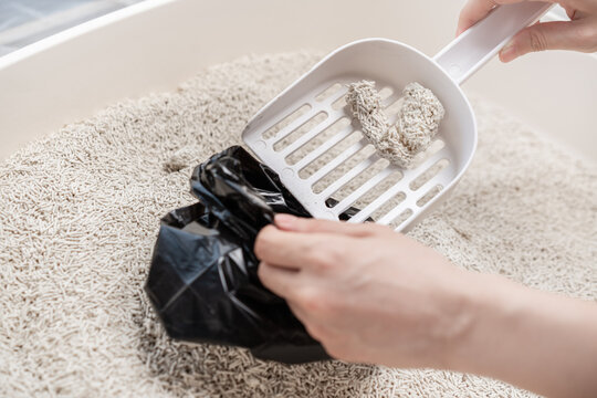 a hand is cleaning clumped cat litters with white scoop into black plastic bag