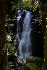 merriman waterfall in quinault rainforest between trees