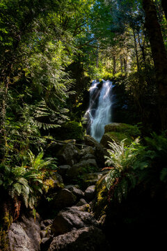 view up merriman waterfall in quinault rainforest