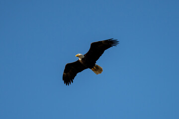 american bald eagle in flight