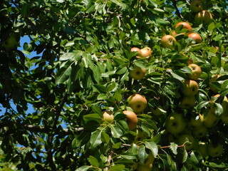 Apples on a tree, in Attica, Greece