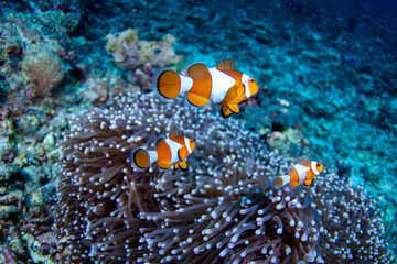 A family of beautiful False Clownfish in their host anemone on a tropical coral reef in Gili Trawangan Lombok