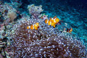 Fototapeta na wymiar Clown Anemonefish, Amphiprion percula, swimming among the tentacles of its anemone home, Indo Pasific Ocean, Indonesia