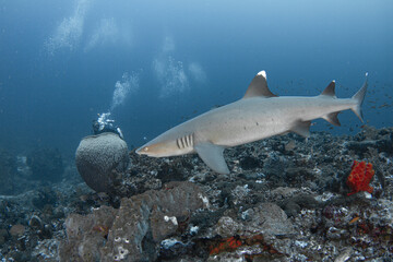 Whitetip Reef Shark swiming in deep blue sea with coral reef in Komodo National Park, Indonesia. © JohanAbdullah