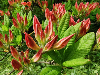 Obraz premium A bud of rhododendron is beginning to bloom in the botanical garden of St. Petersburg.