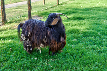 Brown and white billy goat with long fur and horns looking the other way. Argentina, horizontal....