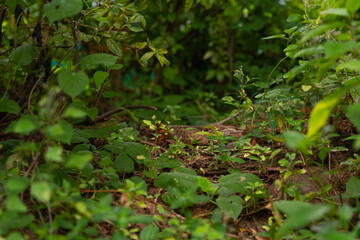 Fototapeta na wymiar leaves in the forest