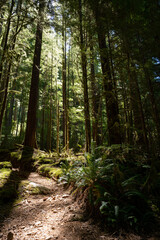 Obraz premium mossy and moody view of the rainforest with sunlit breaking through