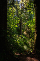 Fototapeta premium between two pines, surprise, another pine