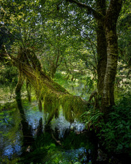 mossy tree over the clear waters at hall of the mosses in olympic national park