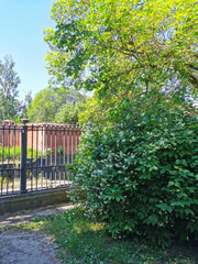 Jasmine, chubushnik ( Lat.Philadelphia) next to the cast-iron fence of the Catherine Park of the city of Kronstadt, on the bank of the Obvodny Canal.
