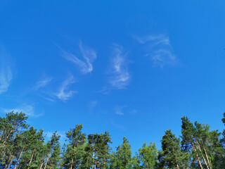 Deciduous trees and ship pines against a beautiful sky with feathery clouds on a hot summer day.