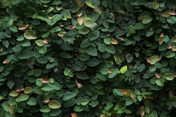 Dark Green leaves Climbing fig or Creeping fig (Ficus pumila) with blue tint tone plant outdoor texture eco friendly background and natural light 