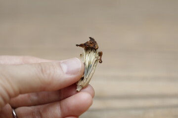 Hand holding a dried marigold flower. Marigold seeds exposed. Space for copy.