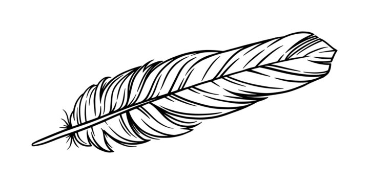 Bird feather for a quill. Handwriting feather isolated in white background. Hand drawn vector illustration