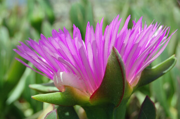 Purple flower close up, Libya
