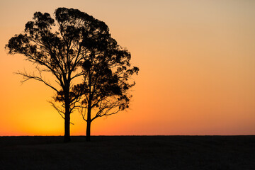 horizontal shot of a silhouette of two trees with a sunset in the background