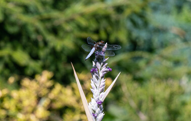 dragonfly sits on a flower on a blurred green background