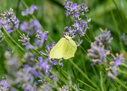 Gonepteryx rhamni yellow butterfly sits on purple lavender flowers