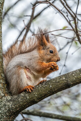 The squirrel with nut sits on a branches in the spring or summer.