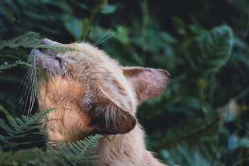 Portrait of a smelly ginger cat who sniffs fern leaves