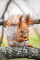 The squirrel with nut sits on a branches in the spring or summer.