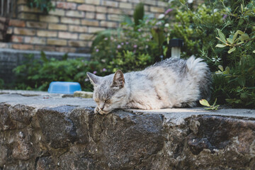 gray stray cat sleeping on a concrete parapet on a hot summer day