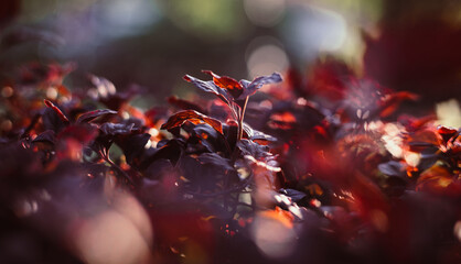 macro shot of purple leaves