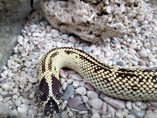 black and white snake on gravel and sand