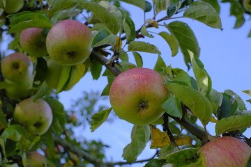  apples on a branch in the autumn garden.Autumn apple orchard. Autumn fruits. Large ripe apples in the garden. Organic farm fresh fruits. High quality photo