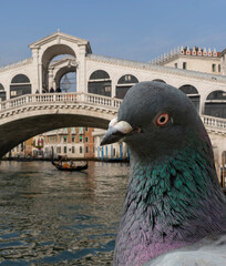 Venice. pigeon close-up with city view in the background. Rialto bridge.