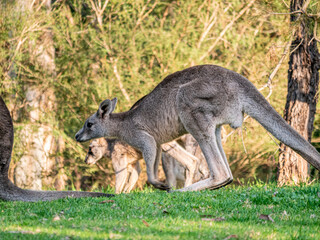 Big Grey Forester Buck Moving