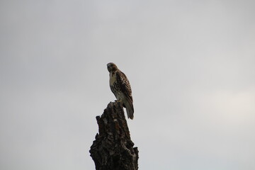 Hawk Up Above, Pylypow Wetlands, Edmonton, Alberta
