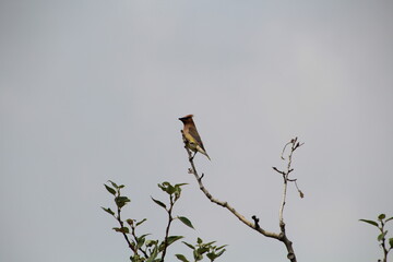 Waxwing On Branch, Pylypow Wetlands, Edmonton, Alberta