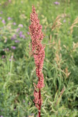 Tall Wildflower, Pylypow Wetlands, Edmonton, Alberta