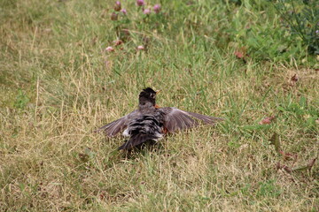 Robin Sun Bathing, Pylypow Wetlands, Edmonton, Alberta