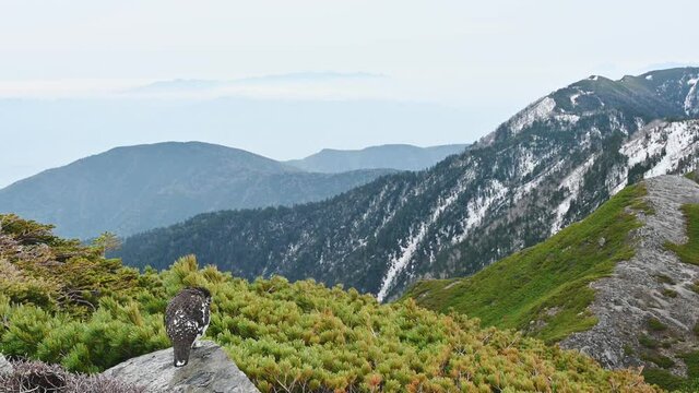 ライチョウ雄(rock ptarmigan)
