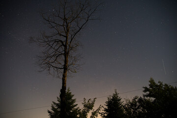 Vue d'en bas sur la silhouette d'un arbre sans feuille la nuit avec ciel étoilé derrière
