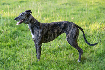 brindle greyhound standing in a meadow panting