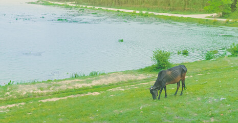 A black cow grazing peacefully in a meadow near the river on a beautiful summers day
