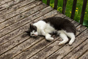 chat gris et blanc couché sur le côté à l'extérieur sur une surface en bois en été