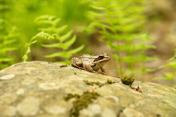 Gros plan sur une grenouille assis sur une roche en été avec verdure en arrière plan