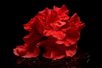 Red hibiscus on a black background. Red petals of hibiscus flowers with water drops.