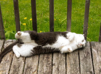 chat gris et blanc couché sur le dos à l'extérieur sur une surface en bois en été