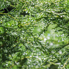 Texture, background, pattern of green branches of decorative coniferous evergreen juniper with rain drops. Bokeh with light reflection. Natural backdrop