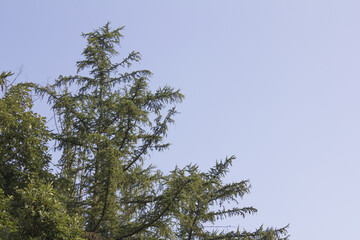  pine tree in the sky.