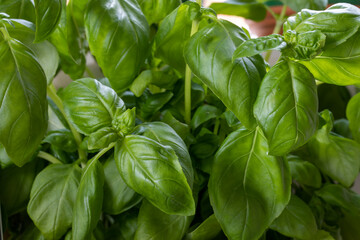 Gros plan sur un plant de basilic frais avec des feuilles vertes en lumière naturelle