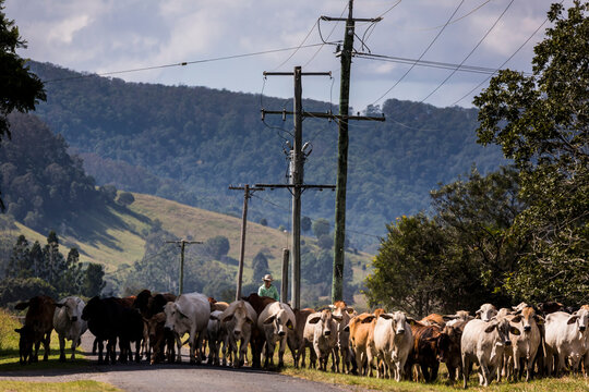 Mustering cattle in the mary valley