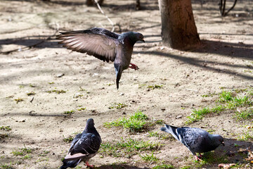 Urban gray bird dove spreading its wings flies up